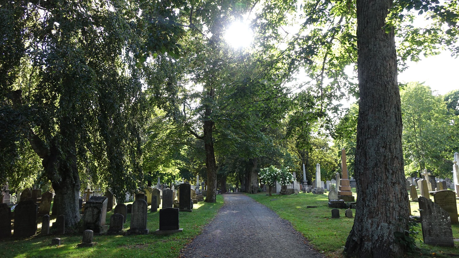 Explore the tranquil beauty of Camp Hill, a historic cemetery in Halifax.